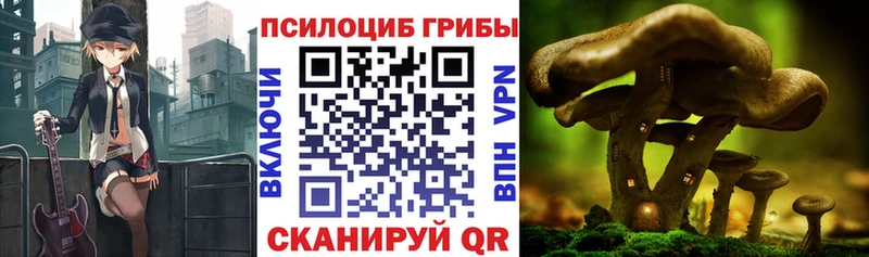 мега как зайти Полесск Псилоцибиновые грибы Cubensis магазин